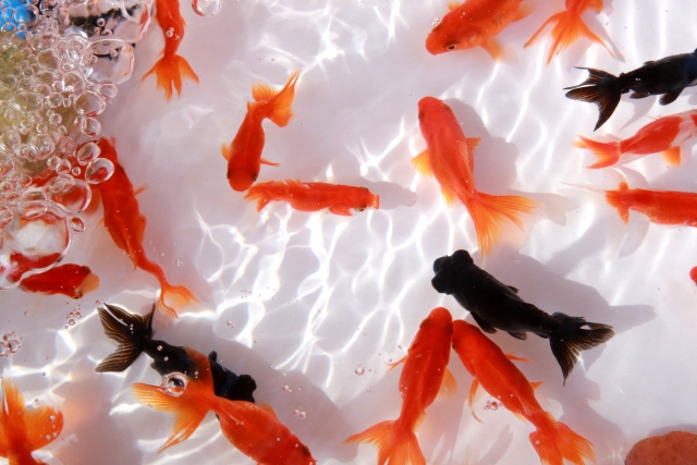 エアレーションのそばで泳ぐ金魚