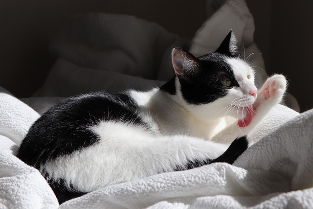 毛づくろいする猫
