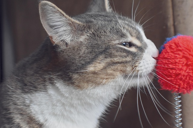 おもちゃのにおいをかぐ猫