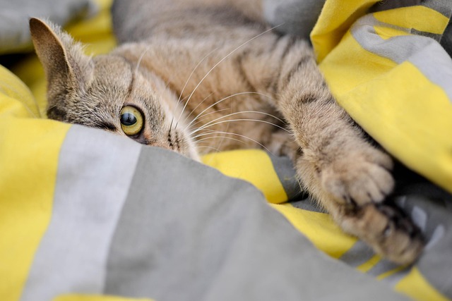横になっているご機嫌斜めな猫