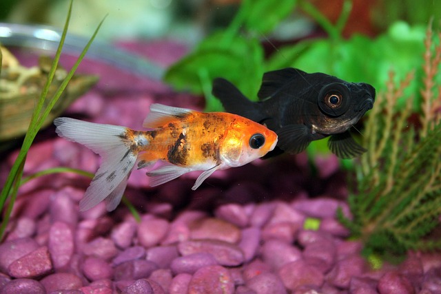 会話しているような金魚たち