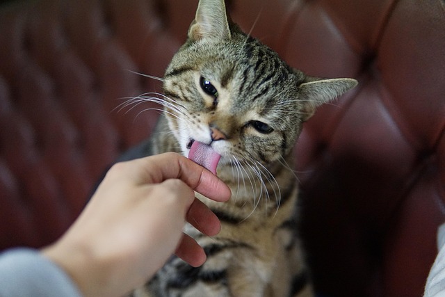 人の手をなめる猫