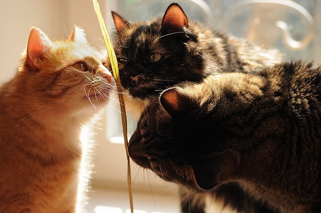 草のにおいをかぐ猫たち