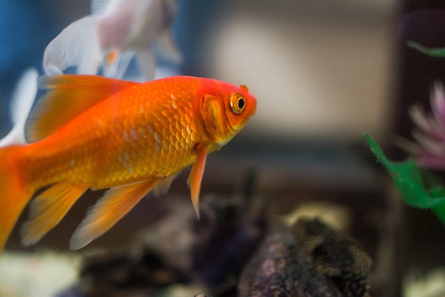 ぼんやりと泳ぐ金魚