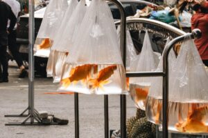 金魚すくいで袋に入れられた金魚