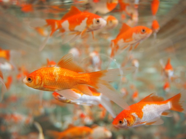群れになっている金魚