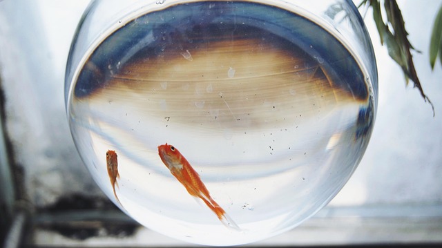 ぽつんと泳ぐ金魚