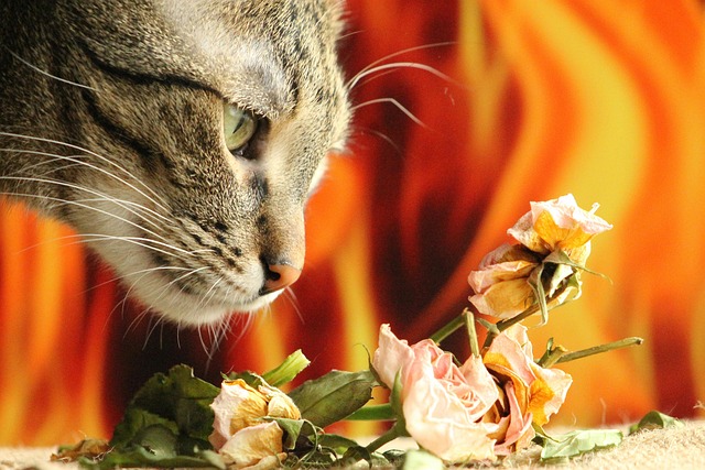 ドライフラワーのにおいをかぐ猫