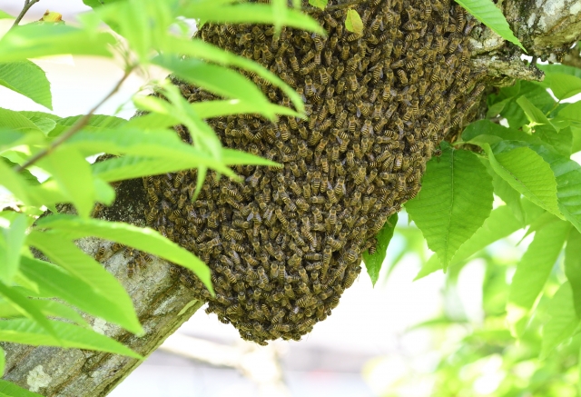 ニホンミツバチの分蜂