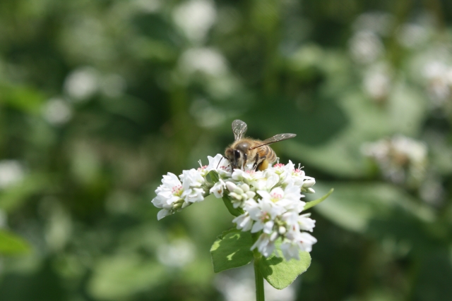 ソバの花から蜜を集めるニホンミツバチ