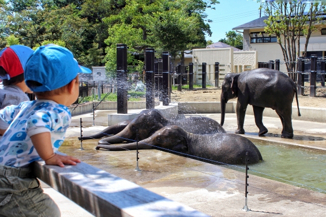 水浴びする像を眺める子供たち