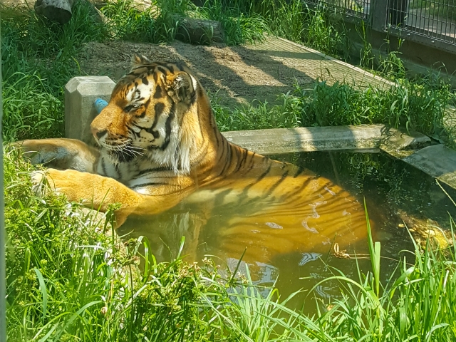 水につかって涼むトラ
