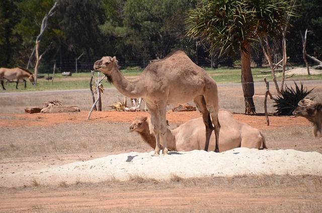 動物園のヒトコブラクダ