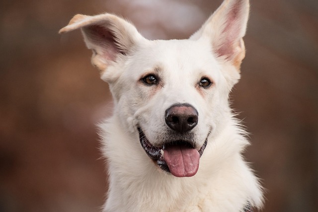 パンティングする犬