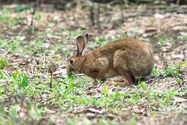 草を食べる　ノウサギ