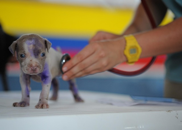 動物病院で診察を受ける子犬