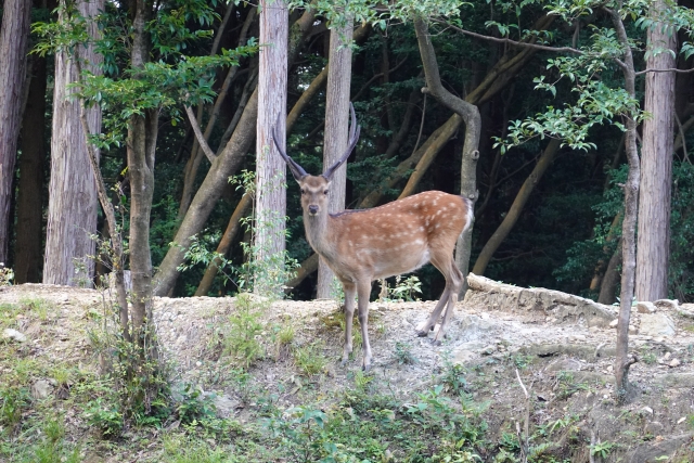 ニホンジカ　森の中