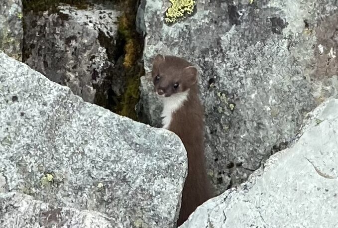 オコジョ　岩の隙間