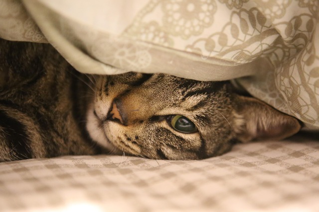 布団の中からこちらを見る猫