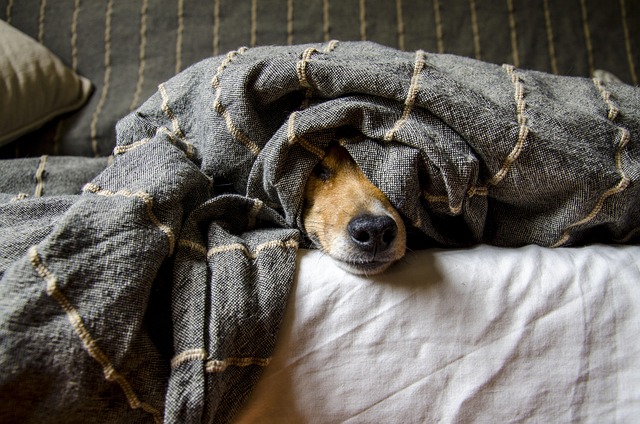 布団にくるまる犬