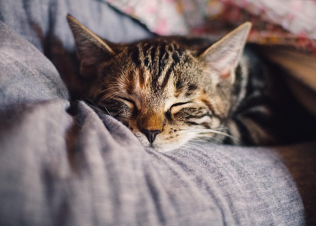 人の腕の中で眠る猫