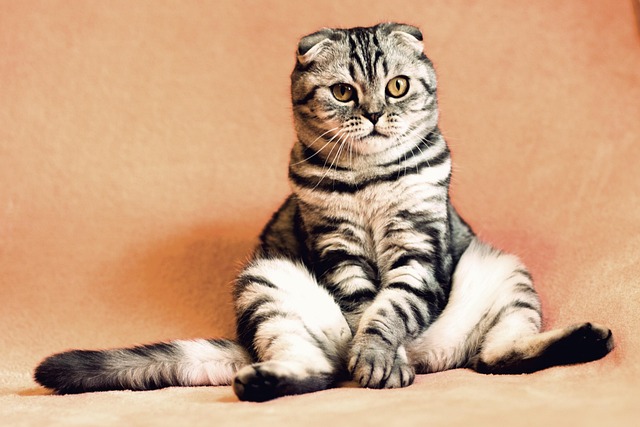 座り込む猫
